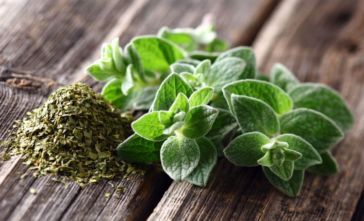 Like many other culinary herbs and spices, such as curry and garlic, oregano has also been around for centuries as a medicinal herb for a wide variety of conditions and illnesses. What are some of these conditions, and what are the benefits of oregano oil?