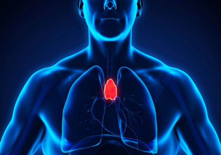 The thymus gland is perhaps one of the least-understood organs in the human body. What are some of these functions of the thymus? How can you help your patients boost their health with a thymus supplement? Read on to find out more about how best to support your patients’ thymus health.