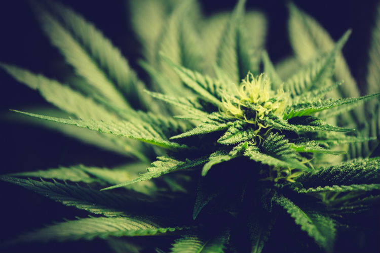 Understanding CBD muscle relaxant first requires some knowledge of the body’s endocannabinoid system. 