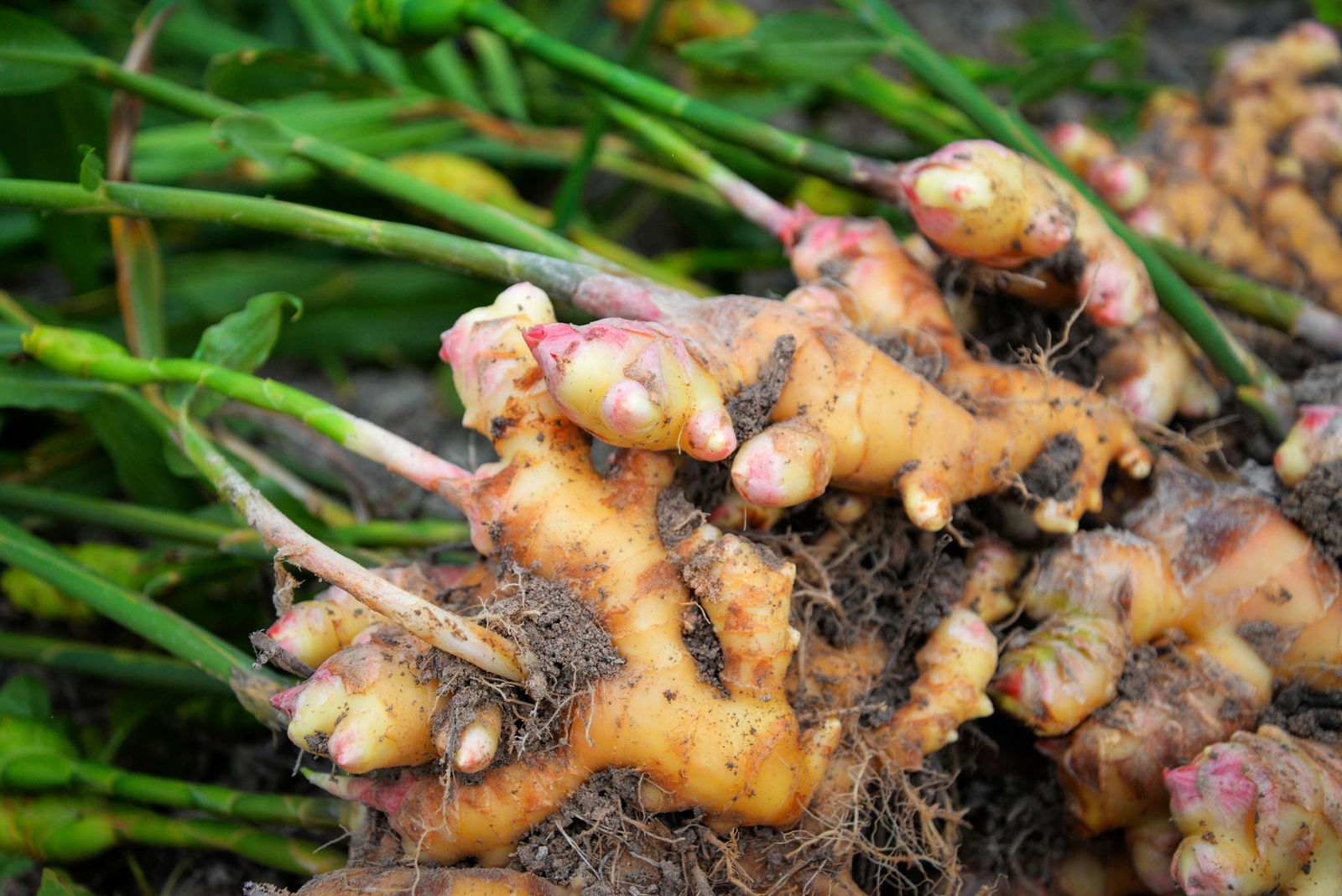 In looking at the pooled results, ginger extract appeared to be one of the most beneficial herbs for inflammation pain