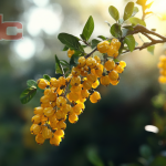 Managing glucose and cholesterol levels with berberine 500